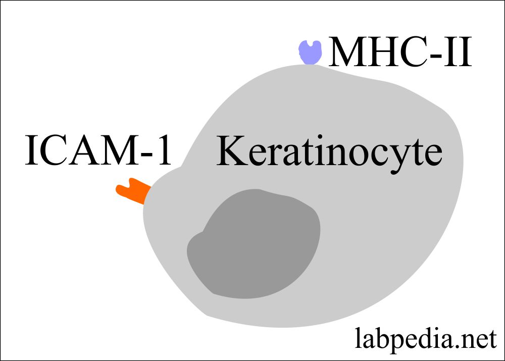 Type IV, keratinocyte cell membrane molecules