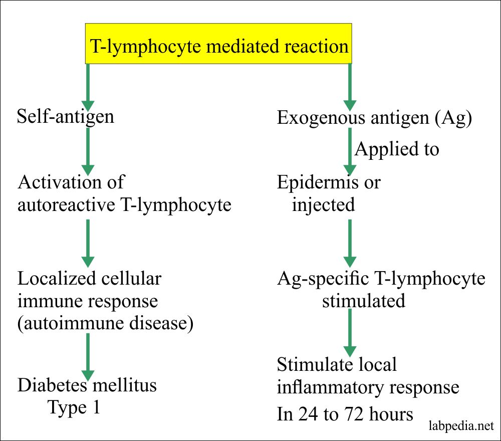 Type IV reaction exogenous and self-antigens Ag