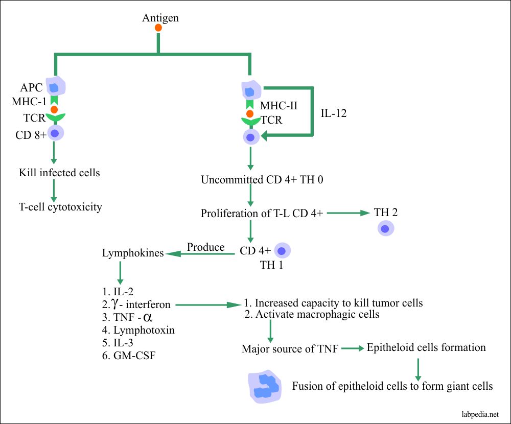 Type IV Hypersensitivity reaction, CMI, Summary