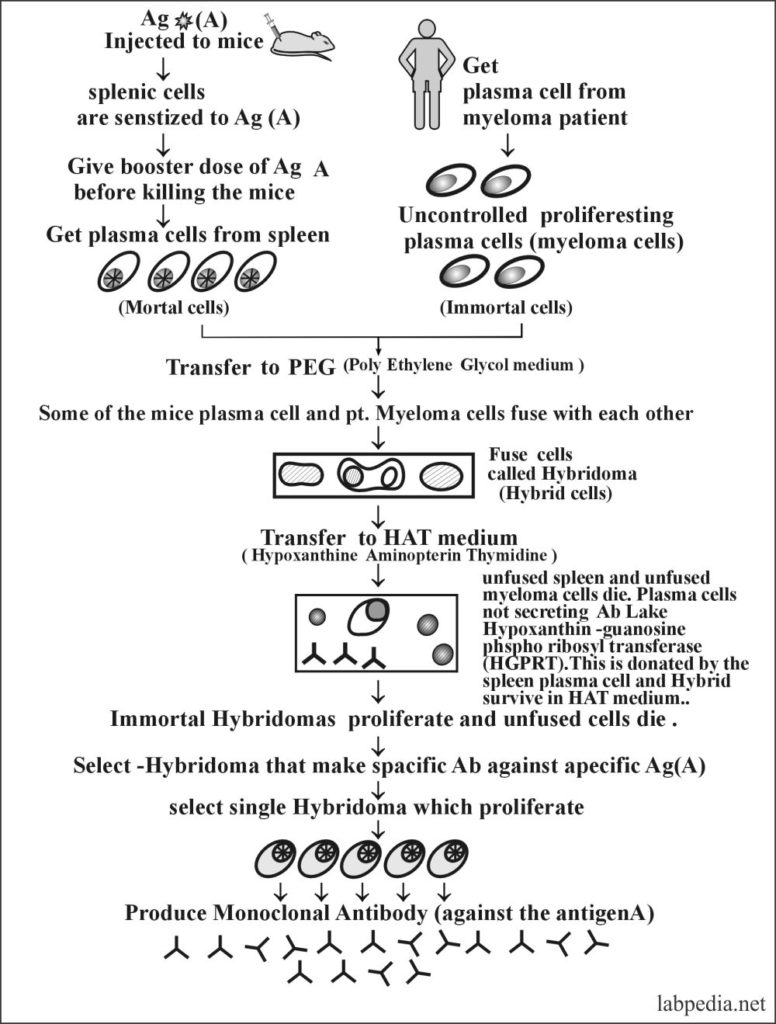 Fig 32: Monoclonal antibody formation