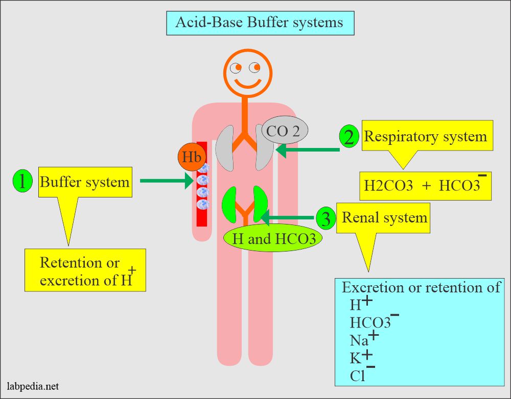 Acid-base buffer system