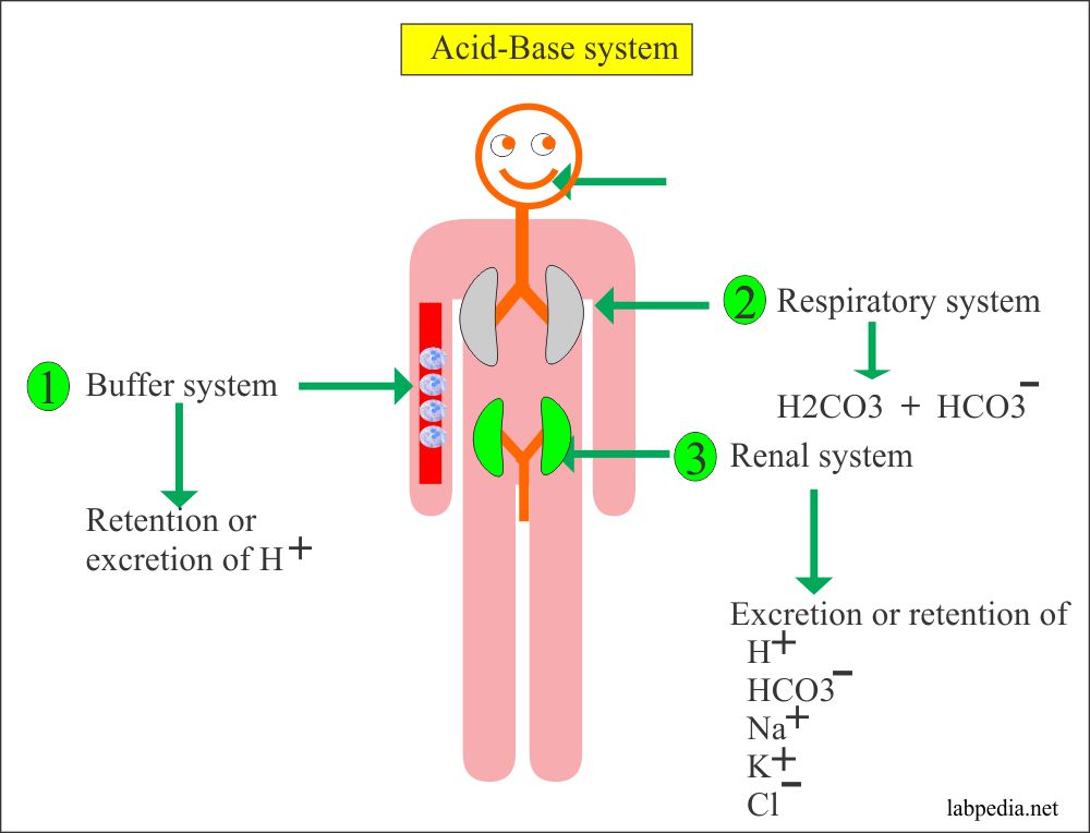 Acid base Balance Part 1 Metabolic Acidosis And Metabolic acid-base-balance-part-1-metabolic-acidosis-and-metabolic