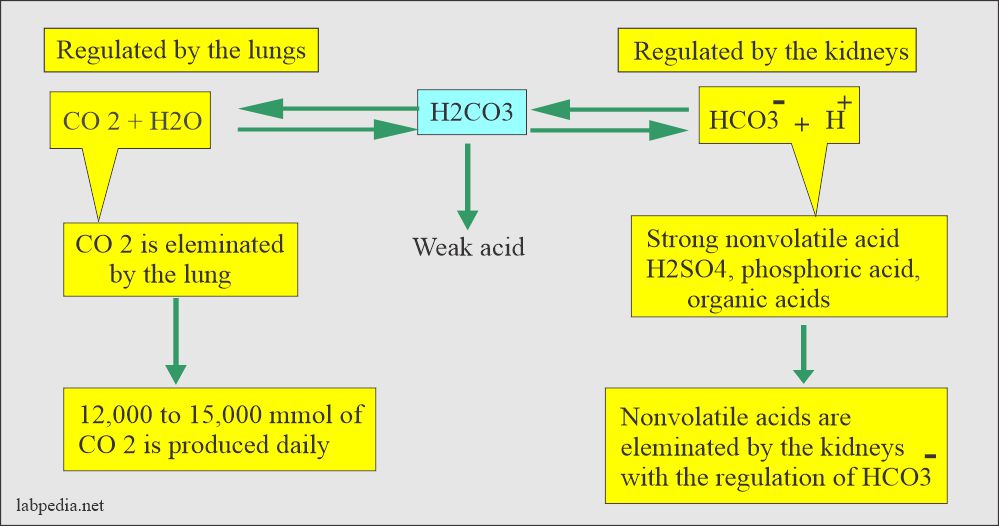 Acid-base balance, role of lungs and kidneys