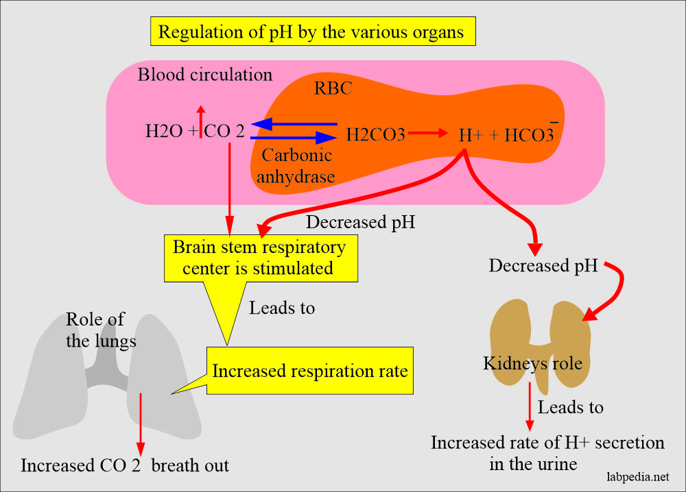 Acid-base Balance:- Part 2 – Introduction of Acid-Base Balance, Metabolic acidosis, and Metabolic Alkalosis