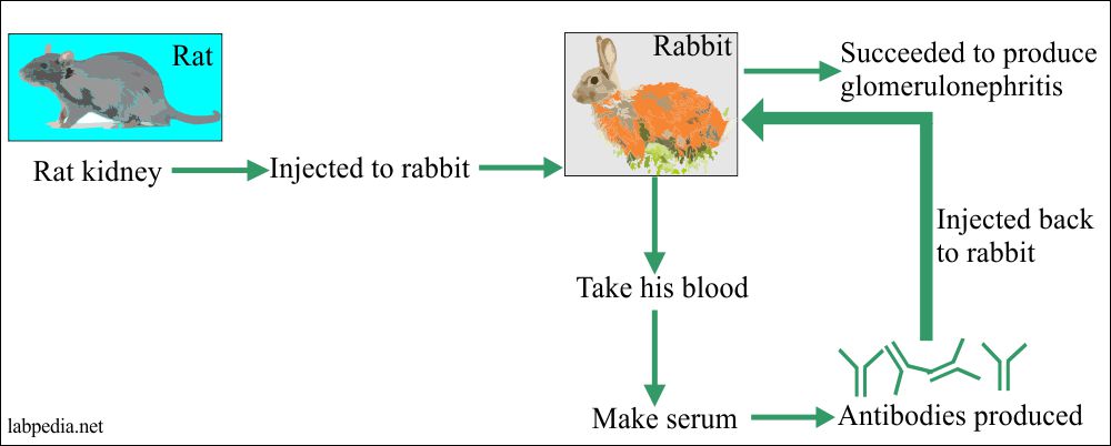 Autoimmunity: Experiment on rabbit and rat
