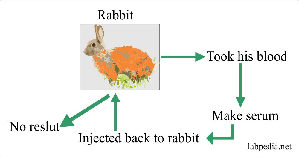 Autoimmunity experiment on rabbit