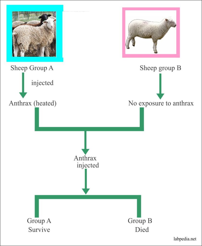 Famous experiment on Sheep with anthrax