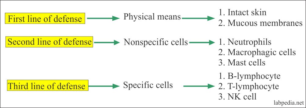 name the two major categories of innate nonspecific defenses
