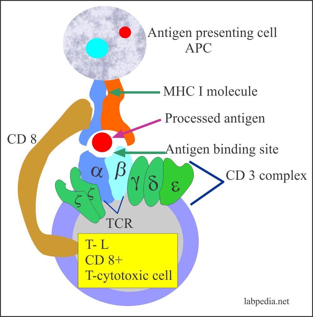  APC, MHCI molecule, and T-Cytotoxic lymphocyte