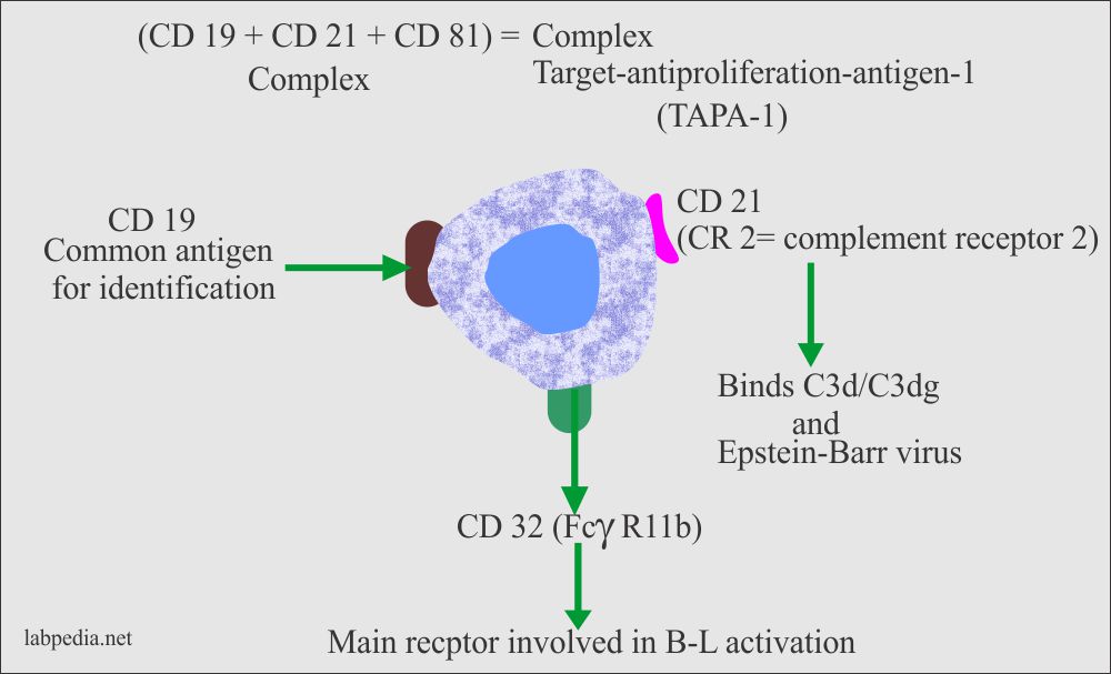 B-lymphocyte cell surface molecules