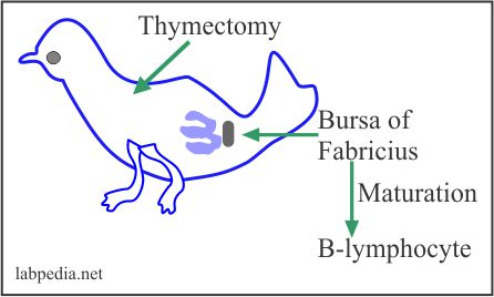 Thymectomy group
