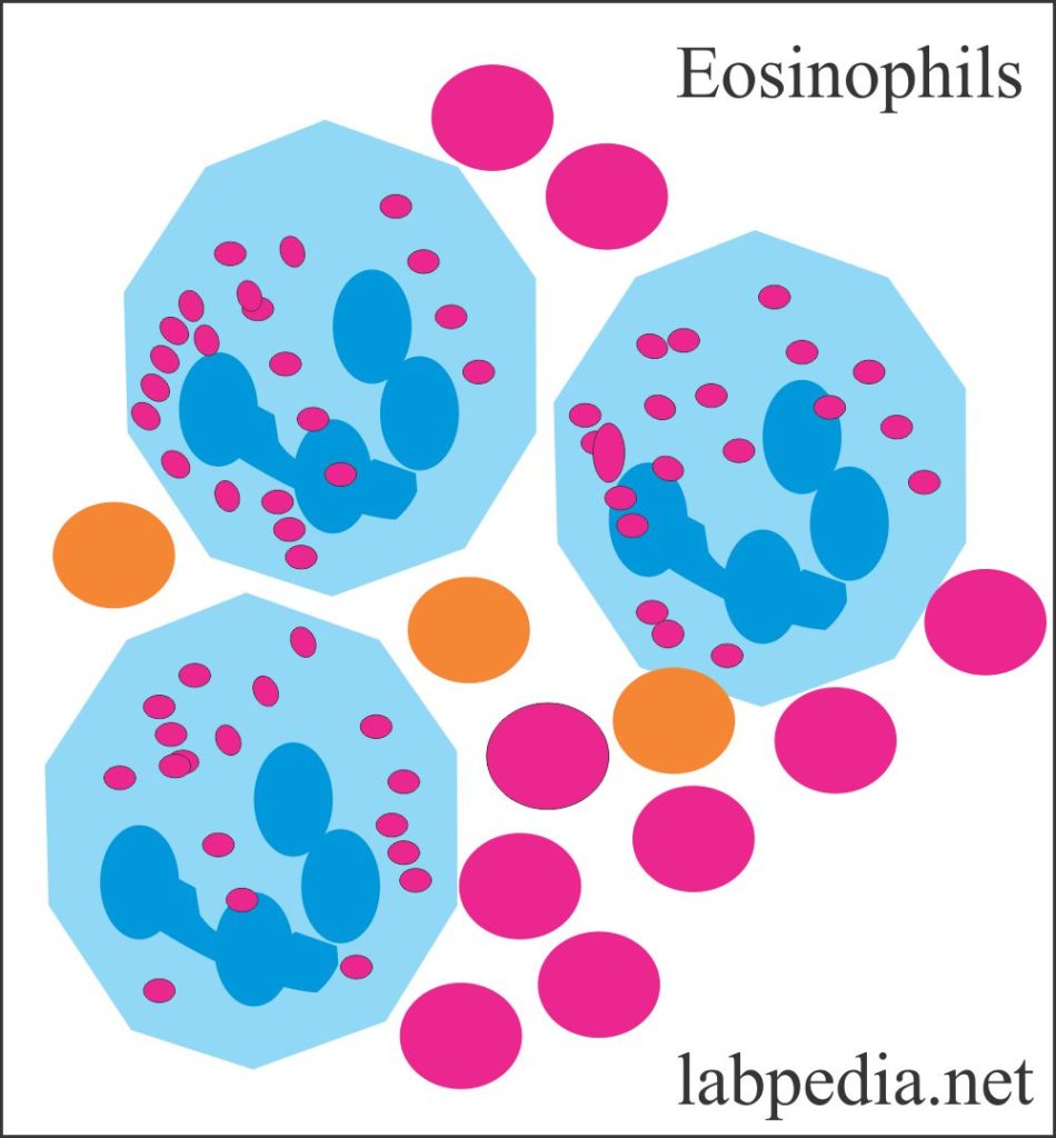 Eosinophils characteristic features