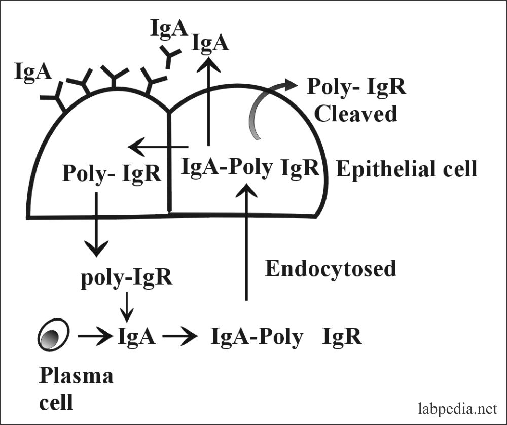 IgA role in secretion