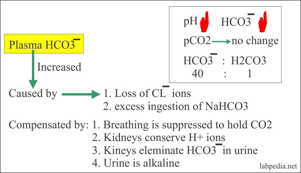 Acidbase Balance Part 1 Metabolic acidosis, and Metabolic