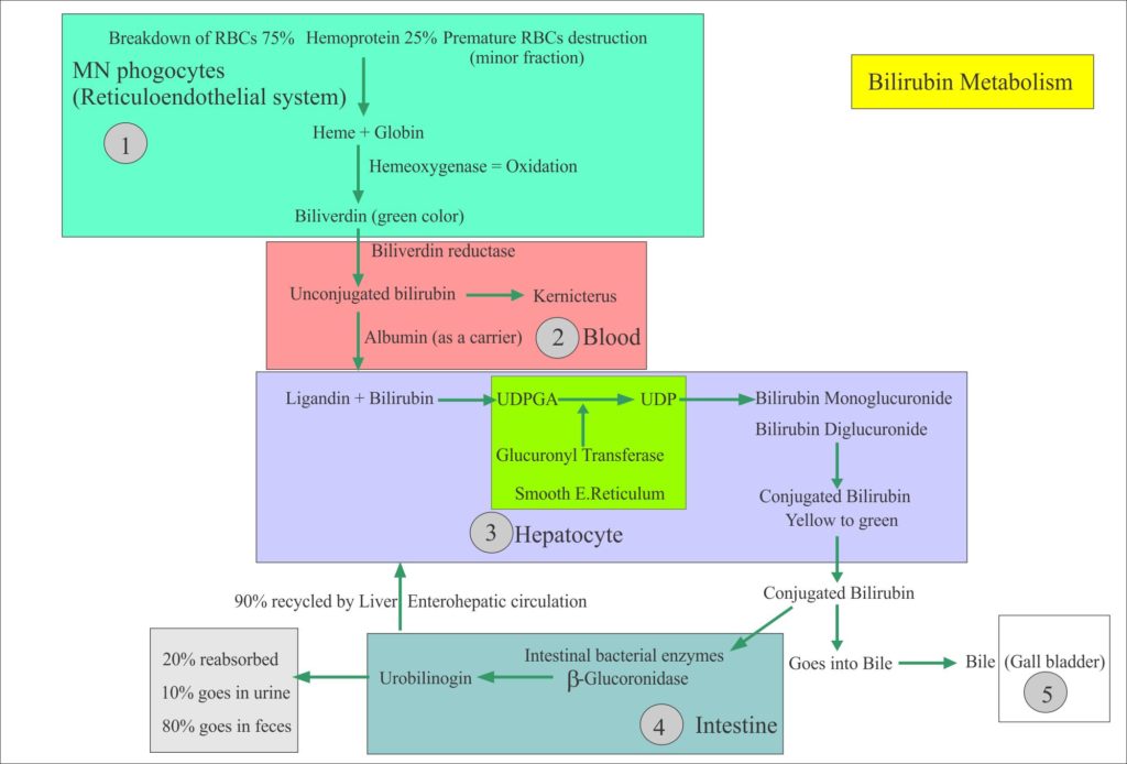 Urine Analysis: Part 5 – Urine Chemical Examination and Interpretations