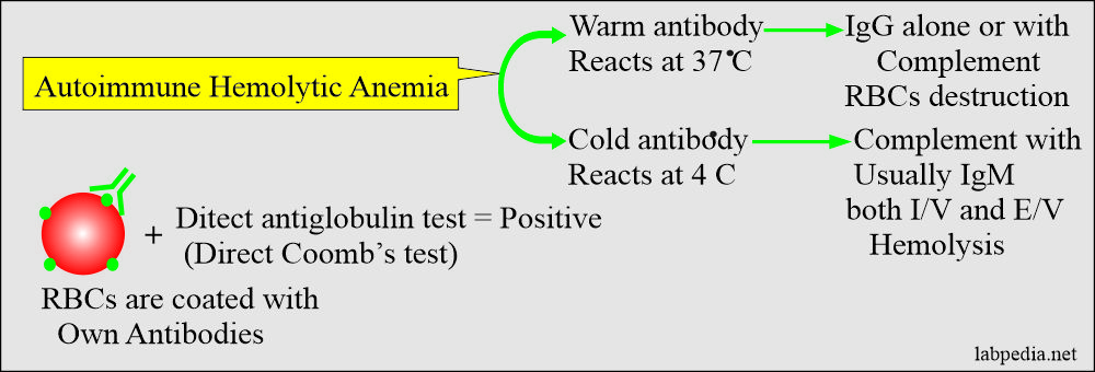 Autoimmune hemolytic anemia definion