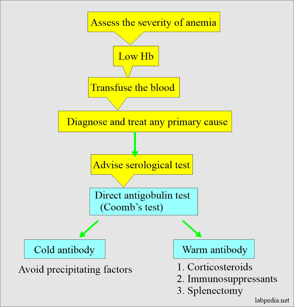 Summary of the management of the autoimmune hemolytic anemia 