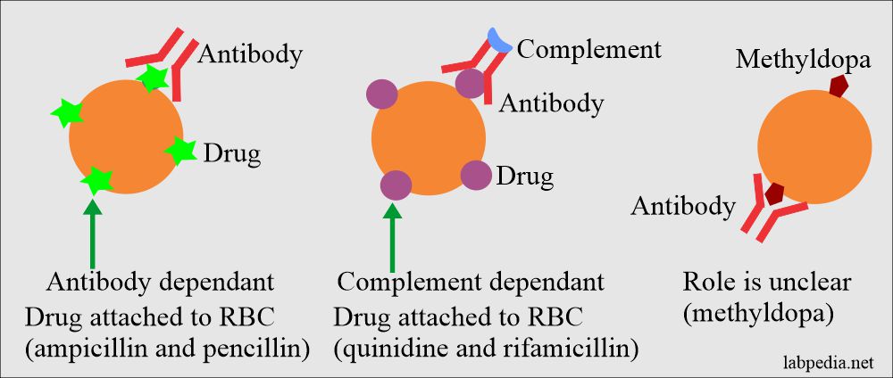 Autoimmune hemolytic anemia due to drugs pathogenesis