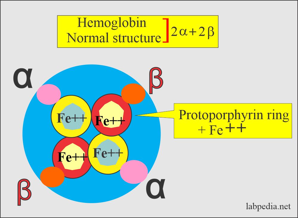 Thalassemia: Hemoglobin normal structure