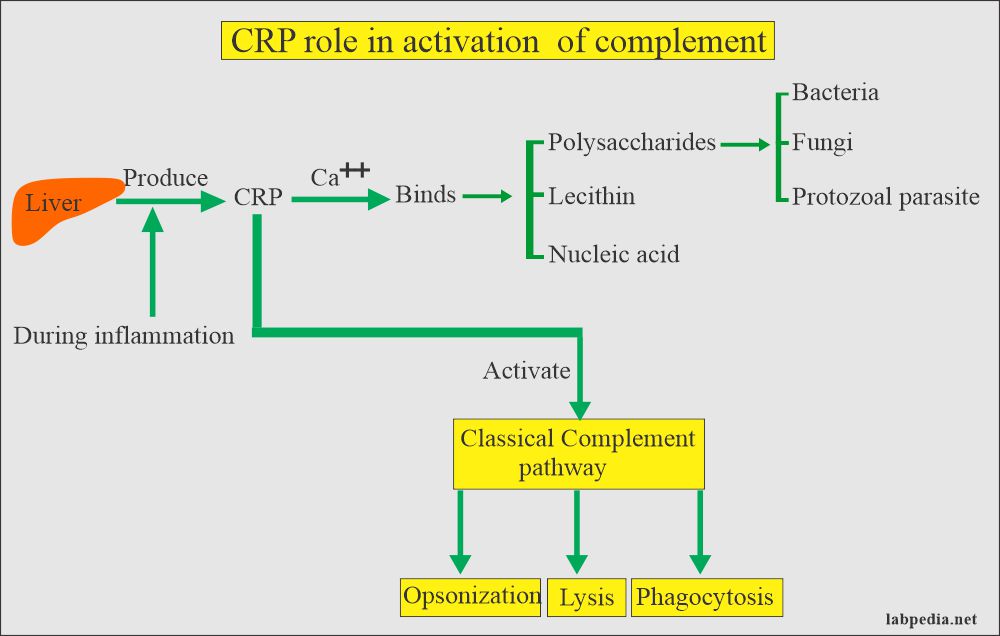 C-Reactive protein (CRP) role in Complement activation