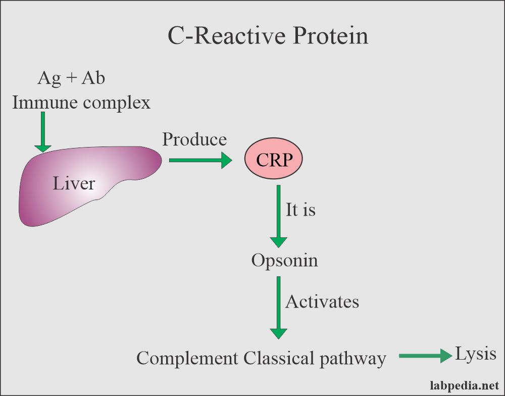 C-Reactive protein (CRP) leads to lysis by the activation of complement