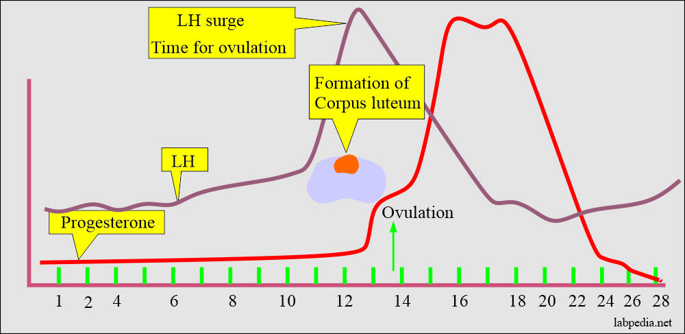 Female infertility, progesterone and LH surge to guide for ovulation