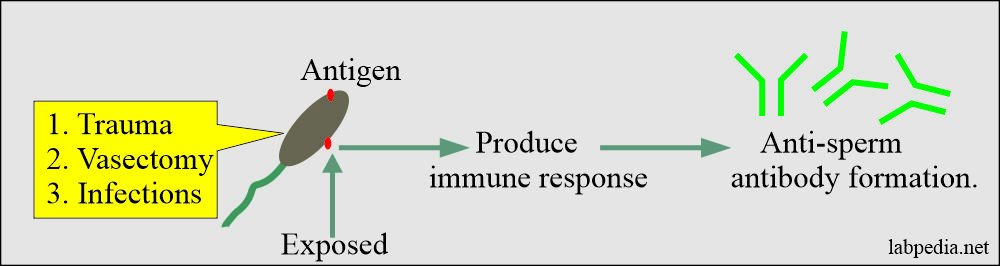 Formation of antisperm antibody Ab