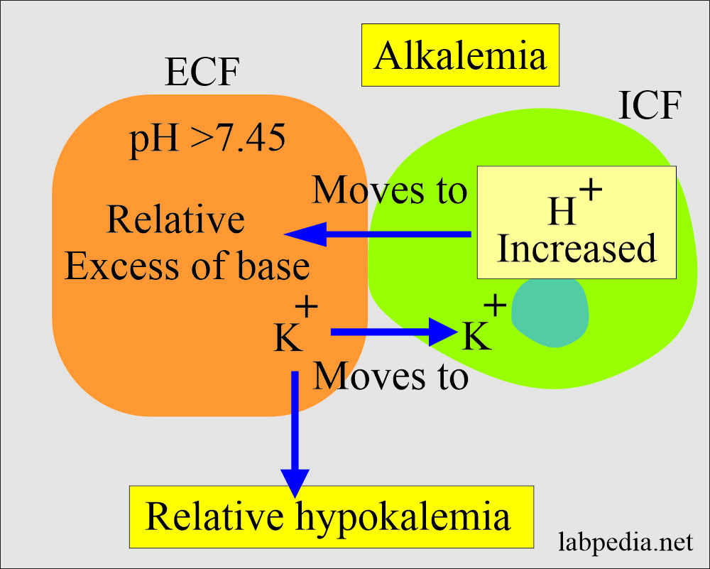 Acid-base Balance:- Part 1 – Introduction to the Acid-Base Balance