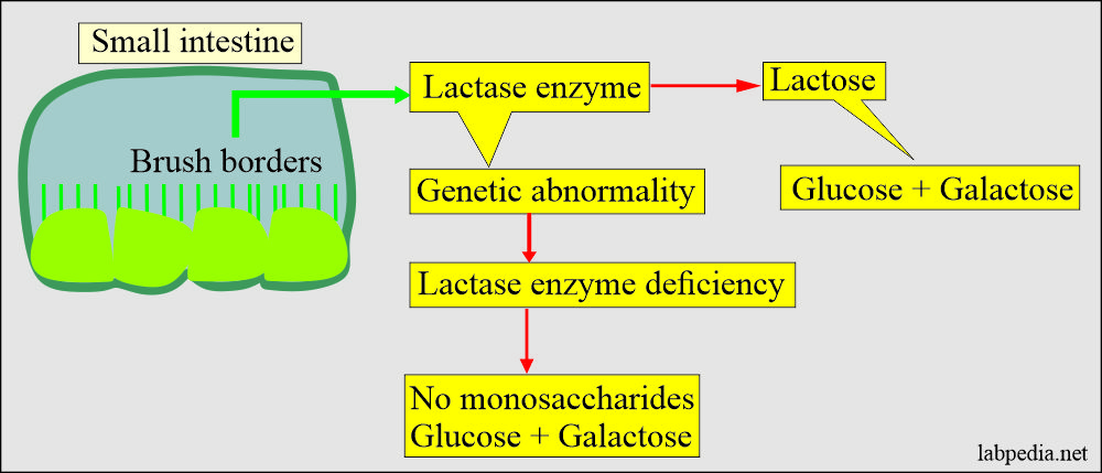 Lactase enzyme deficiency mechanism