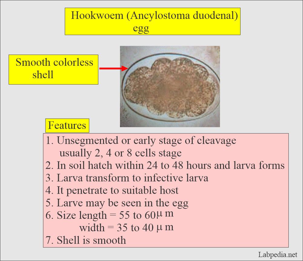 Stool hookworm (Ankylostoma duodenal)