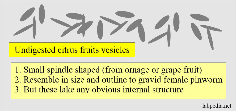 Stool showing undigested citrus fruit (Oranges or grapefruit)